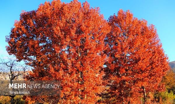 عکس تصاویر طبیعت زیبای پاییزی