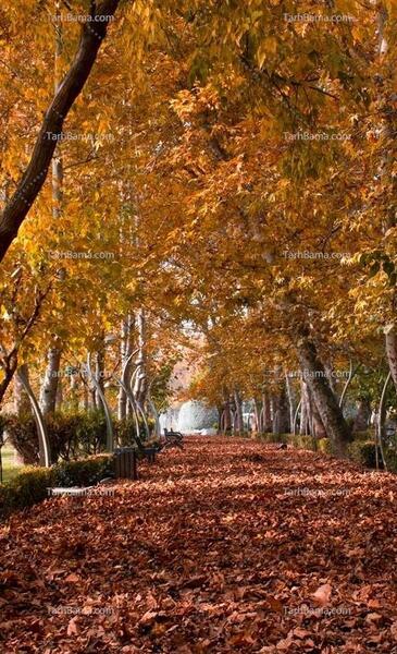 عکس تصویر پس زمینه پاییز