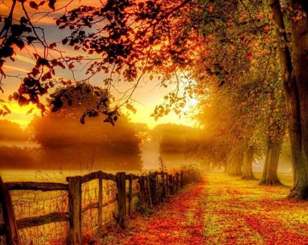 عکس تصویر پس زمینه پاییز