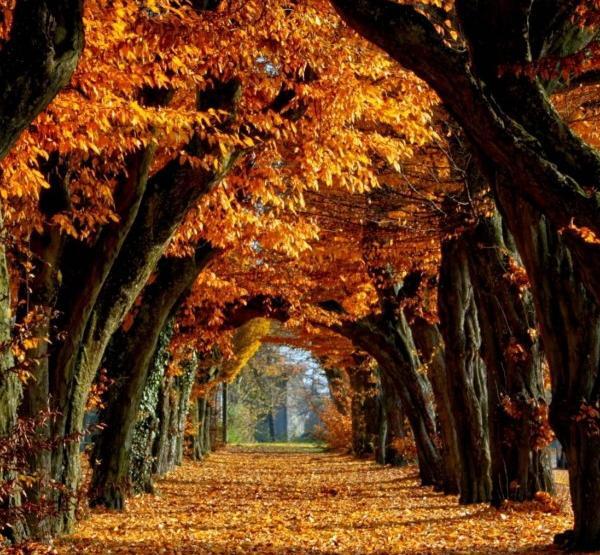 عکس تصویر پس زمینه پاییز