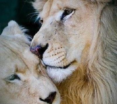 عکس پروفایل عاشقانه شیر