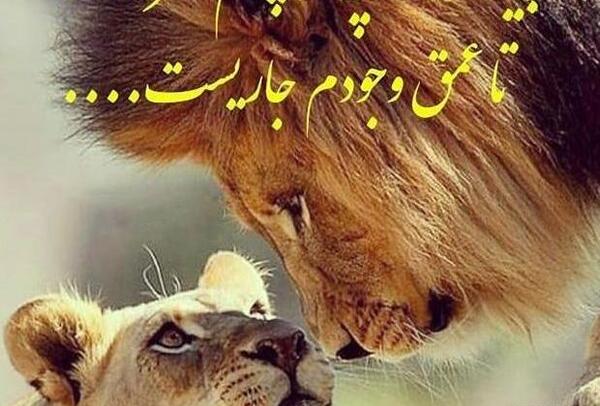 عکس پروفایل عاشقانه شیر