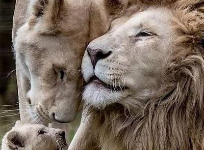 عکس پروفایل عاشقانه شیر