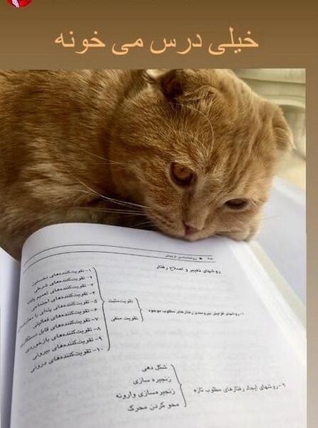 عکس گربه نی نی سایت