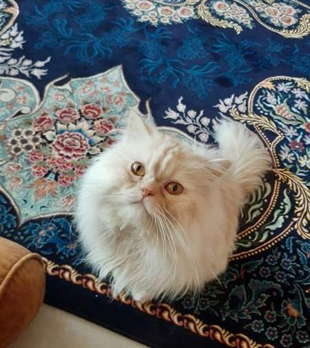 عکس گربه نی نی سایت