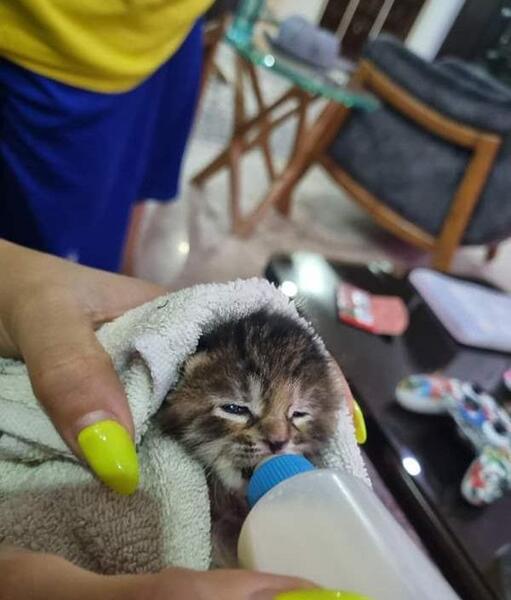 عکس گربه نی نی سایت