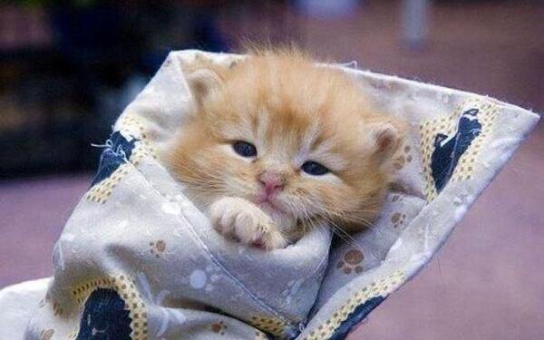 عکس گربه نی نی سایت