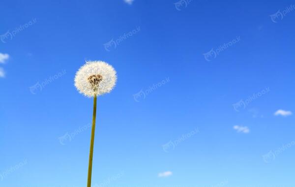 عکس تصویر پس زمینه قاصدک
