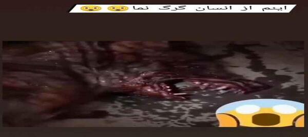 عکس گرگ نما واقعی