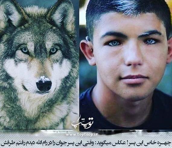 عکس گرگ نما واقعی
