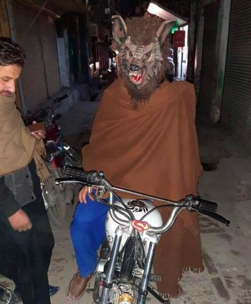 عکس گرگ نما واقعی