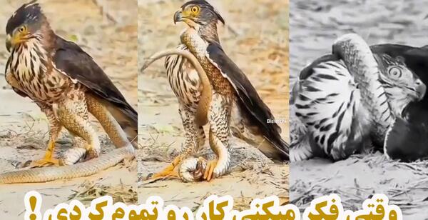 عکس های سیتی اسکن مهسا امینی