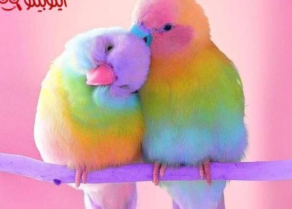 عکس مرغ عشق کوچک