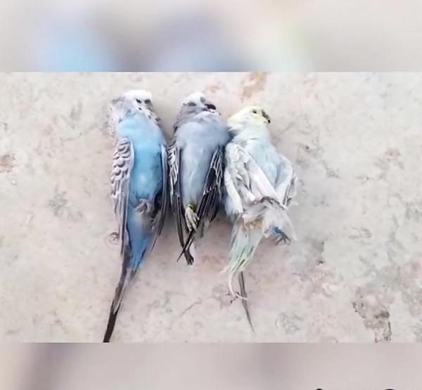 عکس مرغ عشق کوچک