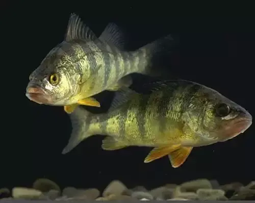 عکس ماهی لوتی