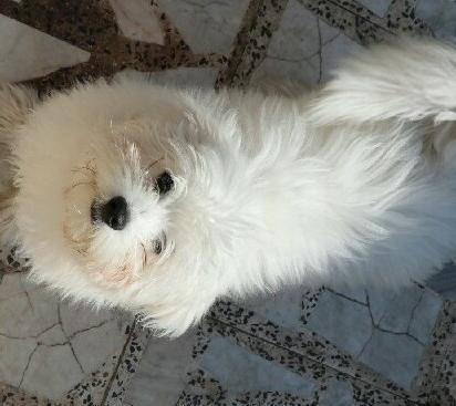 عکس سگ ایرانی کوچولو