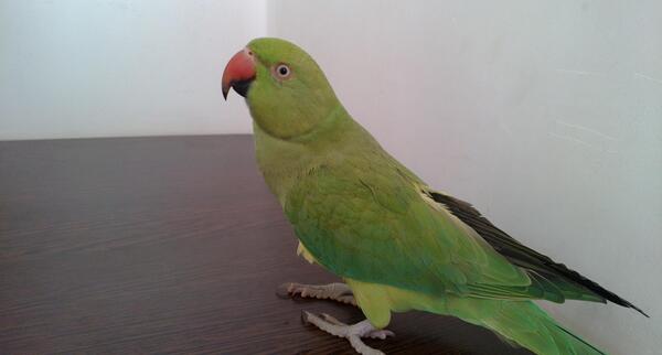 عکس مینا طوطی