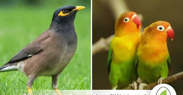 عکس مینا طوطی