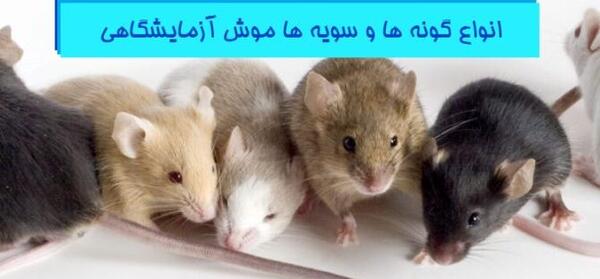 عکس موش سیاه