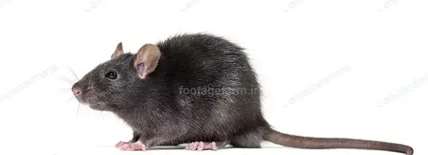 عکس موش سیاه