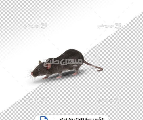 عکس موش سیاه