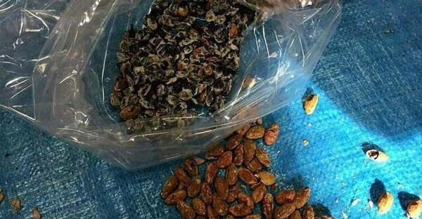 عکس تریاک ها