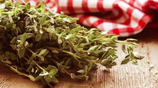 عکس آویشن بسته بندی