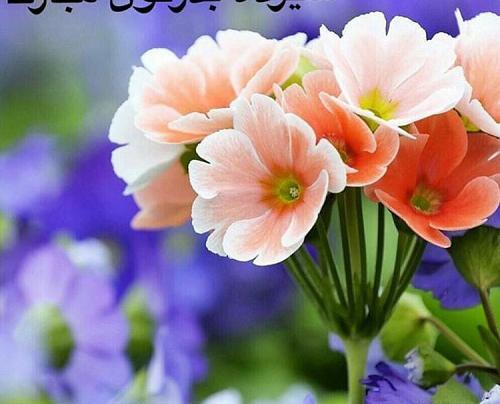عکس نوشته 13 بدر