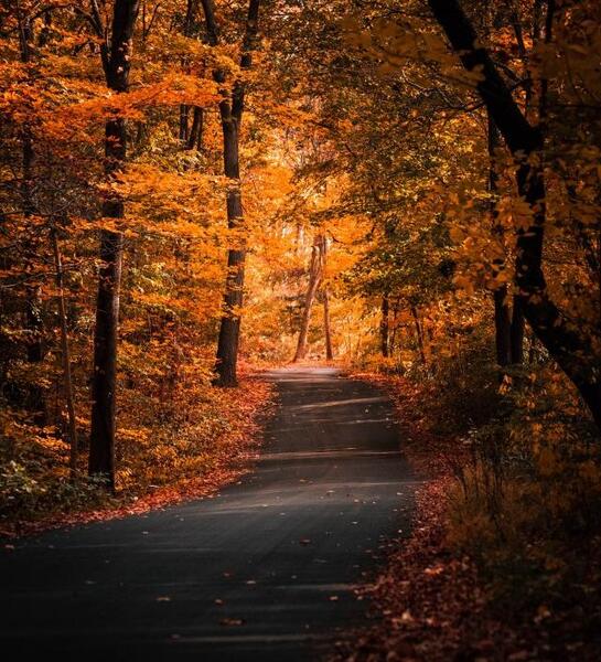 عکس کلبه چوبی در پاییز