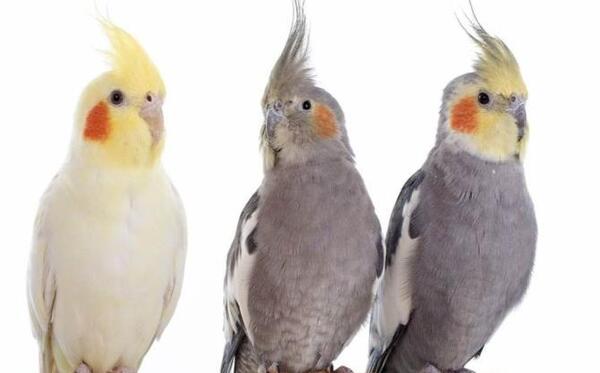 عکس عروس هلندی پرنده