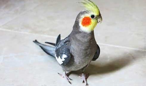 عکس عروس هلندی پرنده