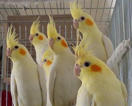 عکس عروس هلندی پرنده