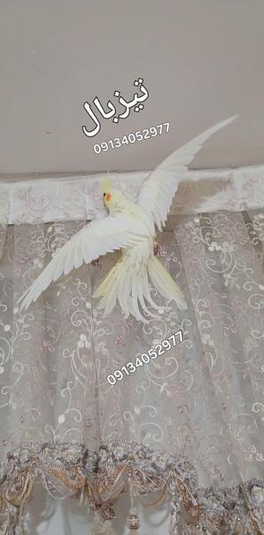 عکس عروس هلندی پرنده
