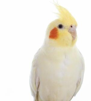 عکس عروس هلندی پرنده