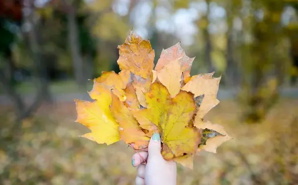 عکس پاییزی برگ