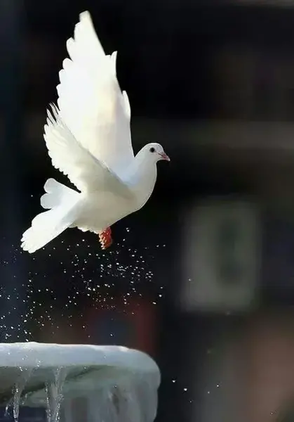 عکس کبوتر آزادی