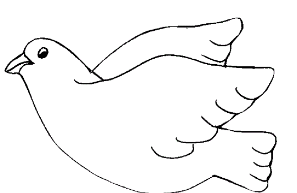 عکس کبوتر آزادی