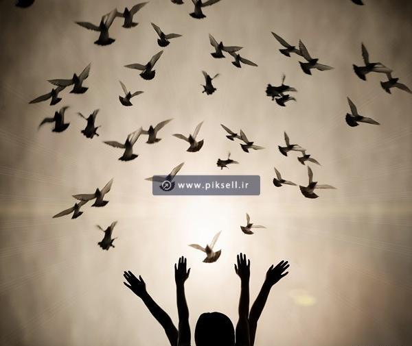 عکس کبوتر آزادی