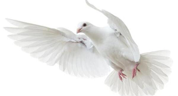 عکس کبوتر آزادی