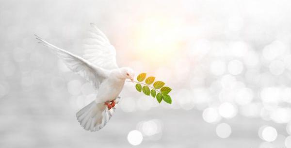 عکس کبوتر آزادی
