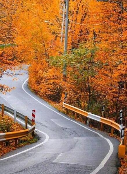 عکس طبیعت جنگل گلستان