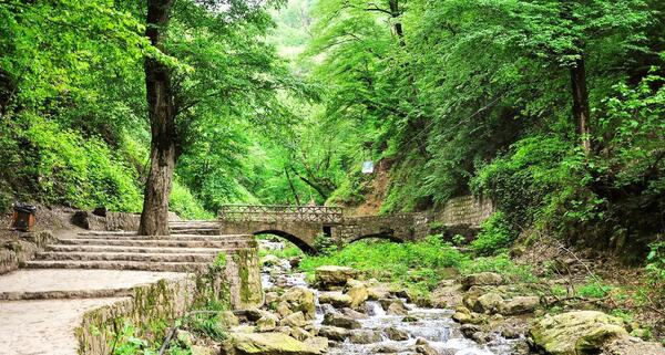 عکس طبیعت جنگل گلستان