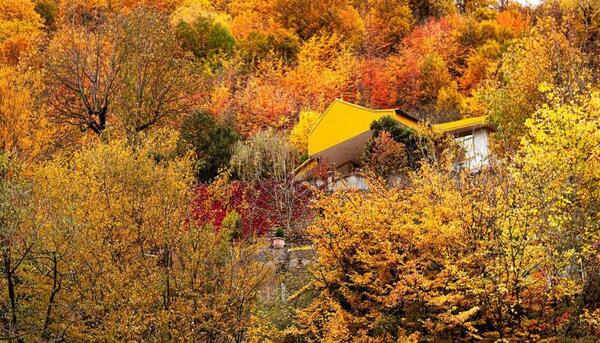 عکس طبیعت جنگل گلستان
