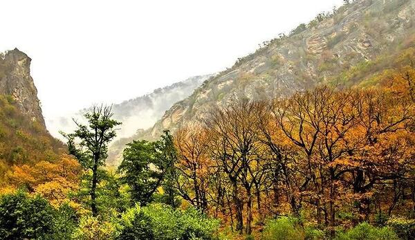 عکس طبیعت جنگل گلستان