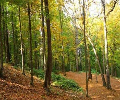 عکس طبیعت جنگل گلستان