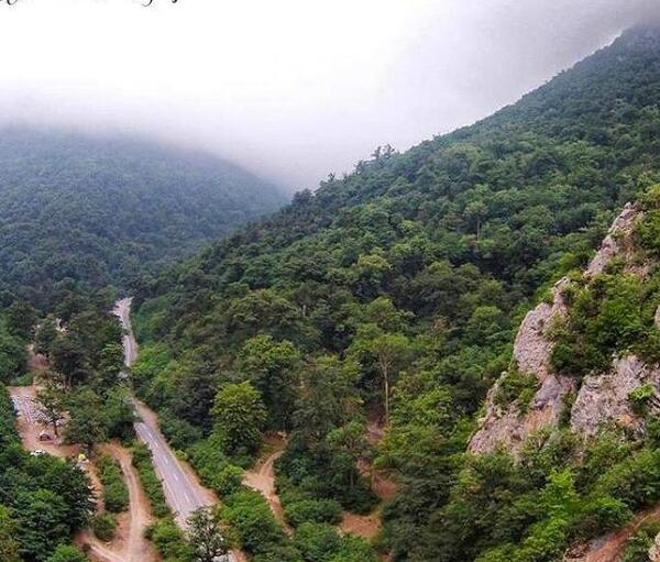 عکس طبیعت جنگل گلستان