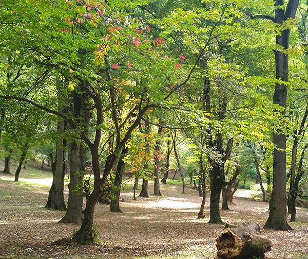 عکس طبیعت جنگل گلستان