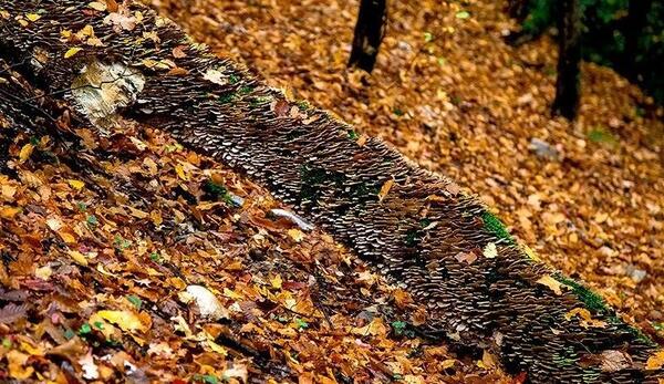 عکس طبیعت جنگل گلستان