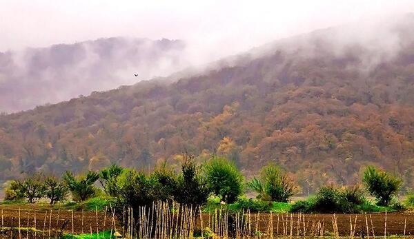 عکس طبیعت جنگل گلستان