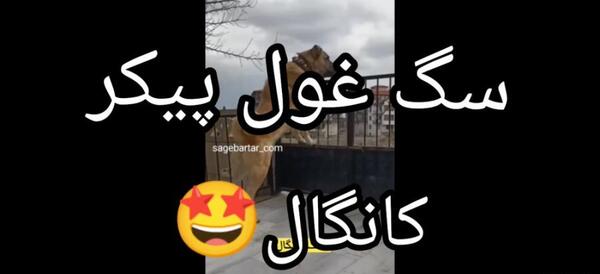 عکس سگ کانگال وحشی